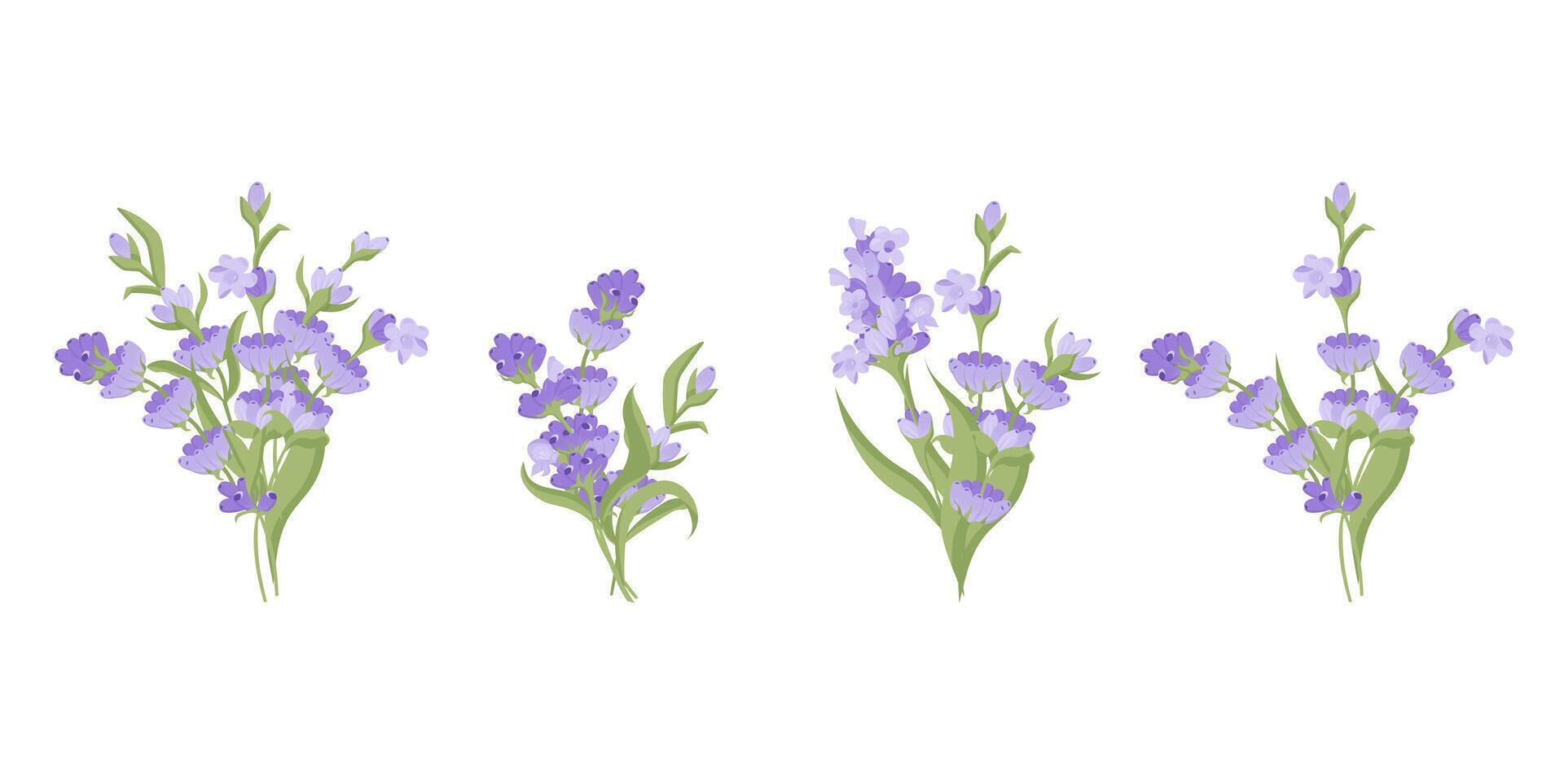 Set of bouquets of lavender flowers. Vector illustration isolated on white background.