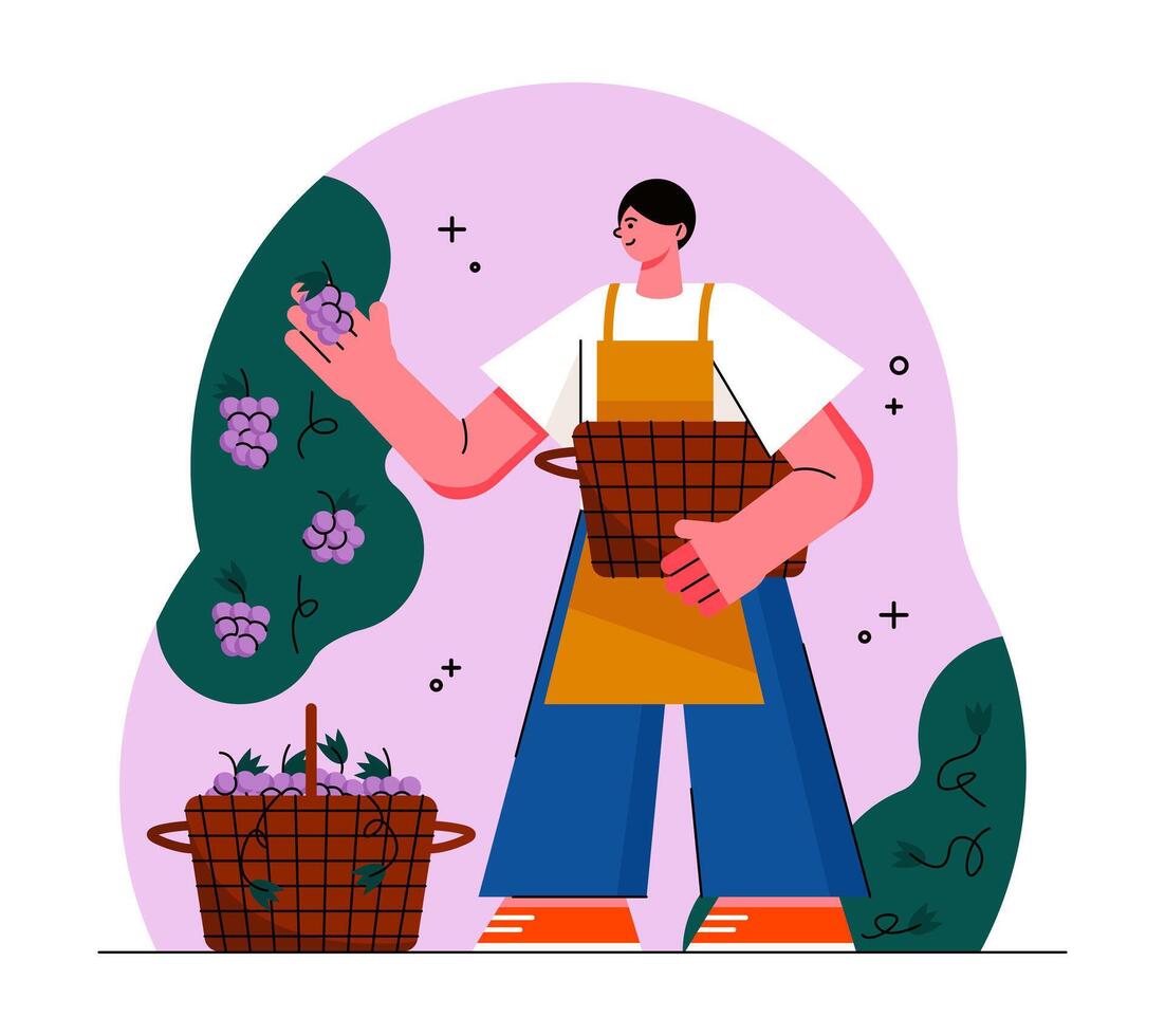 Adult male in apron holding basket, selecting quality berries for making wine vector