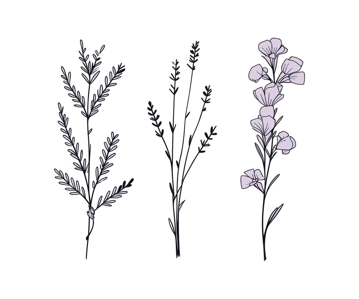 three different types of wildflowers are shown vector