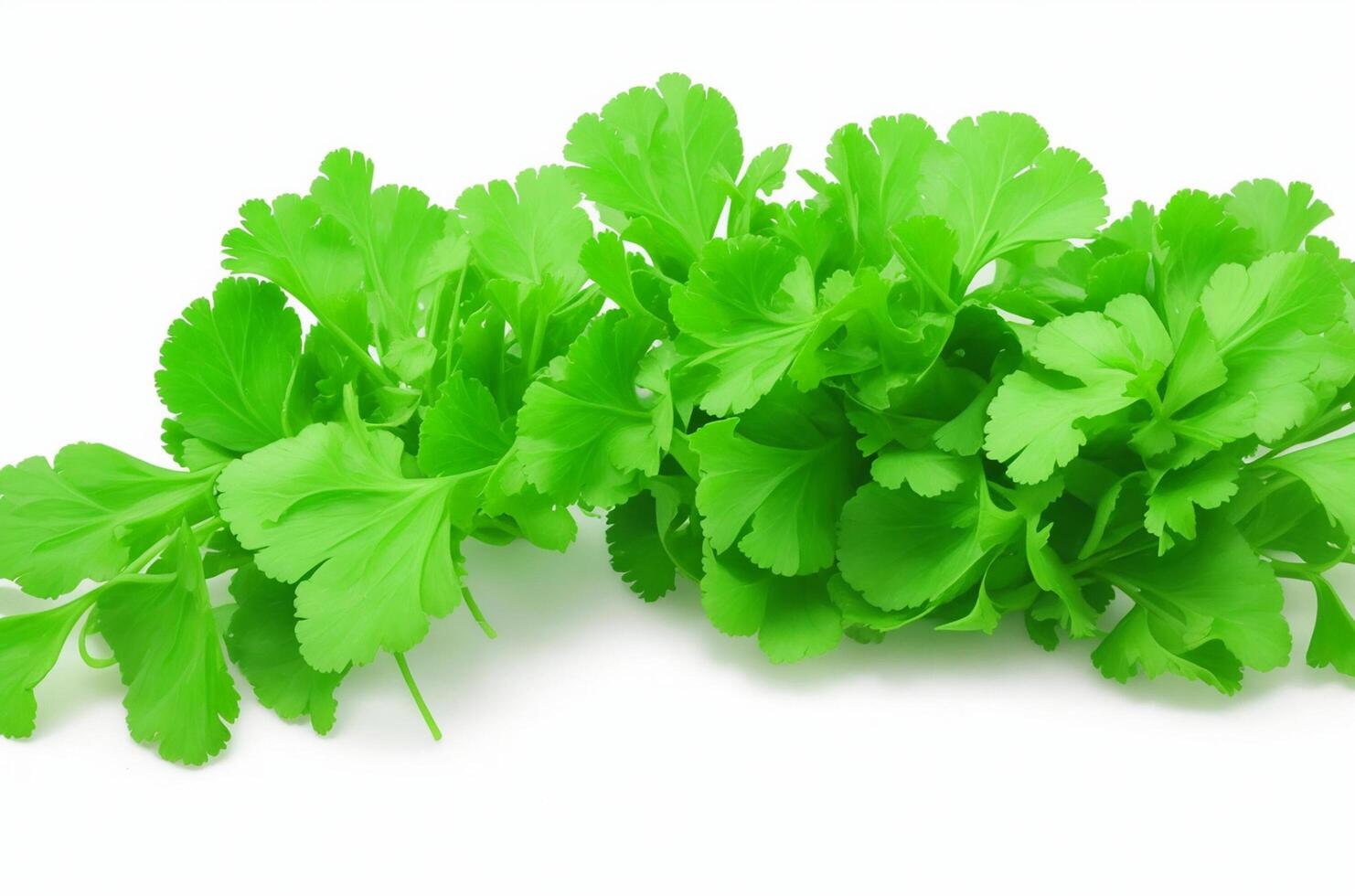 AI generated Bunch of fresh coriander leaves on white background photo