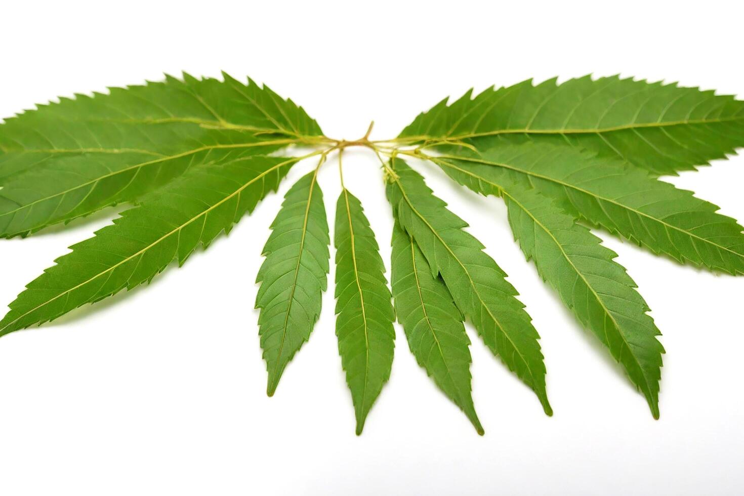 AI generated Neem leaves isolated on white background photo