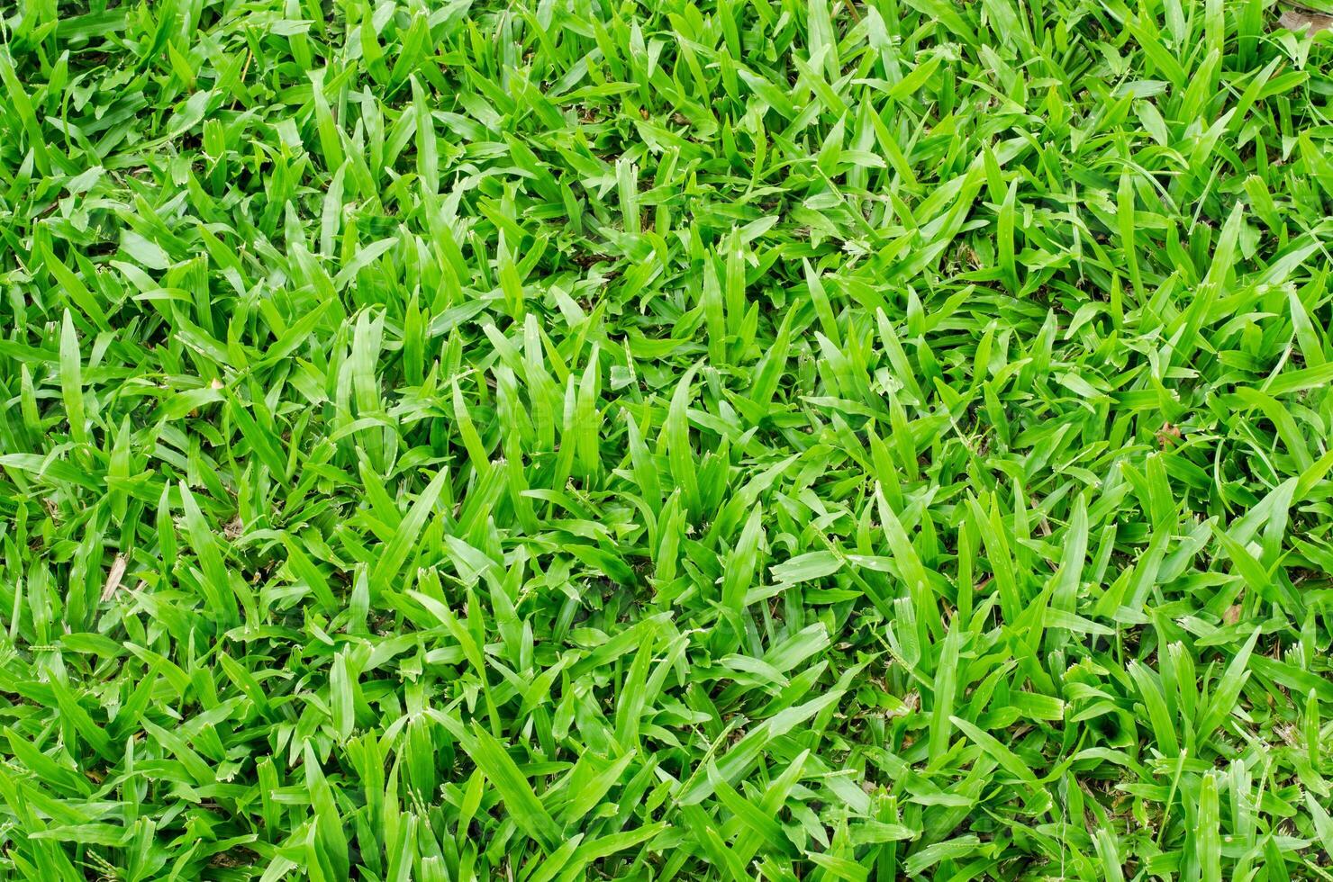 green grass texture photo