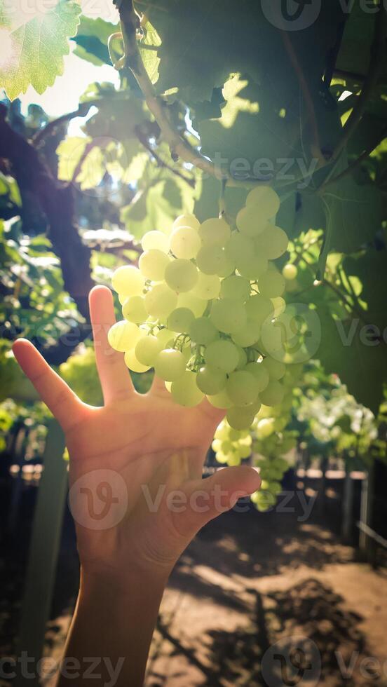 Hands reaching the green grapes in the garden. photo