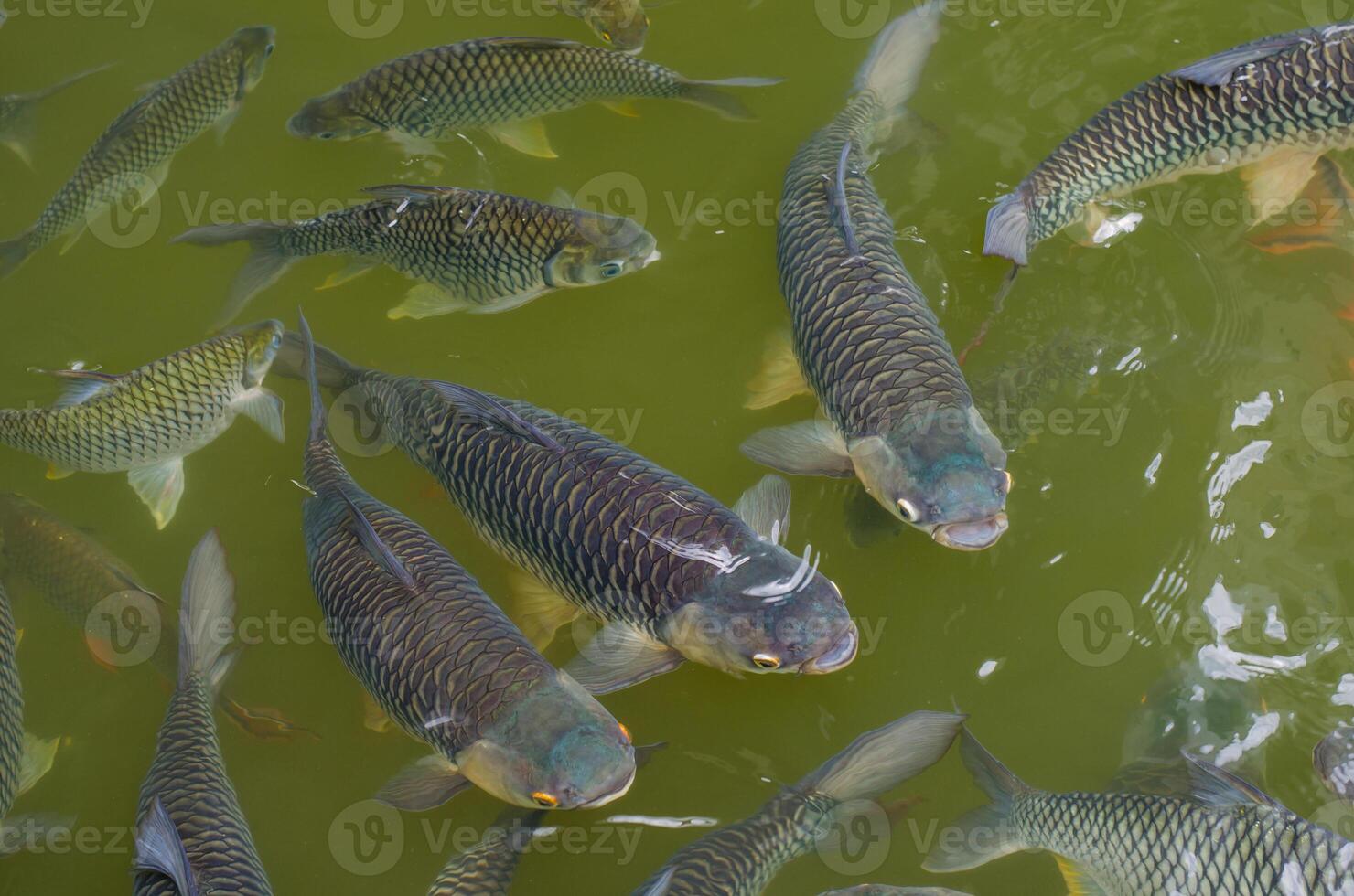 feeding many of fish in pond. photo