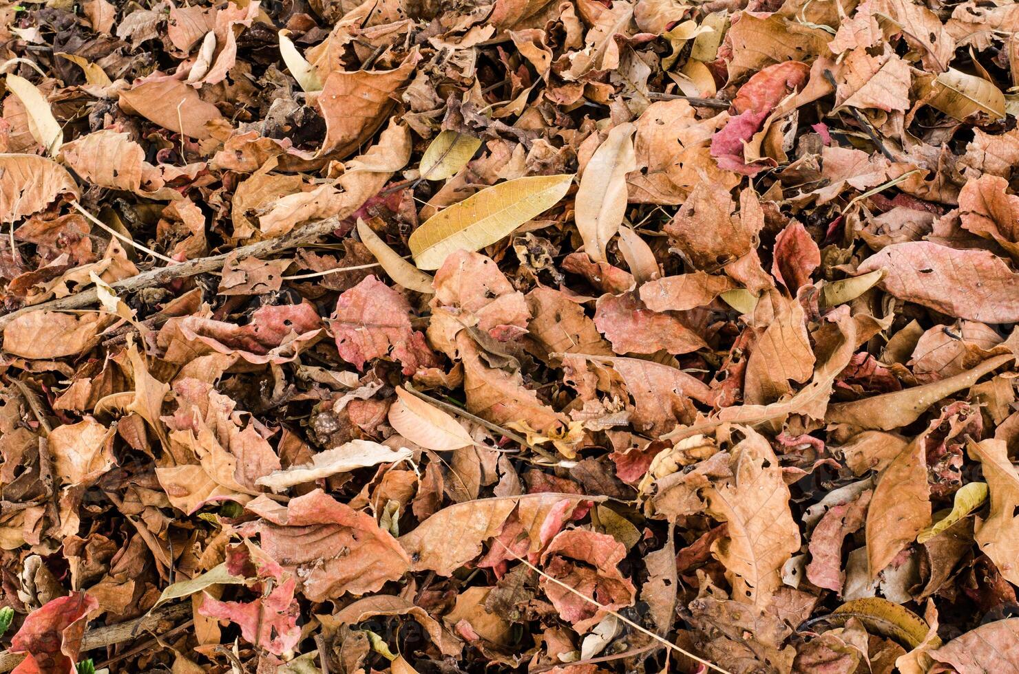 fallen leaves  on the ground. photo