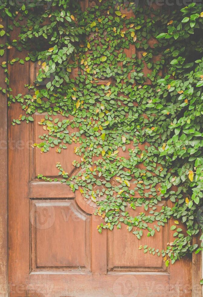 leaves on door wall for wallpaper photo