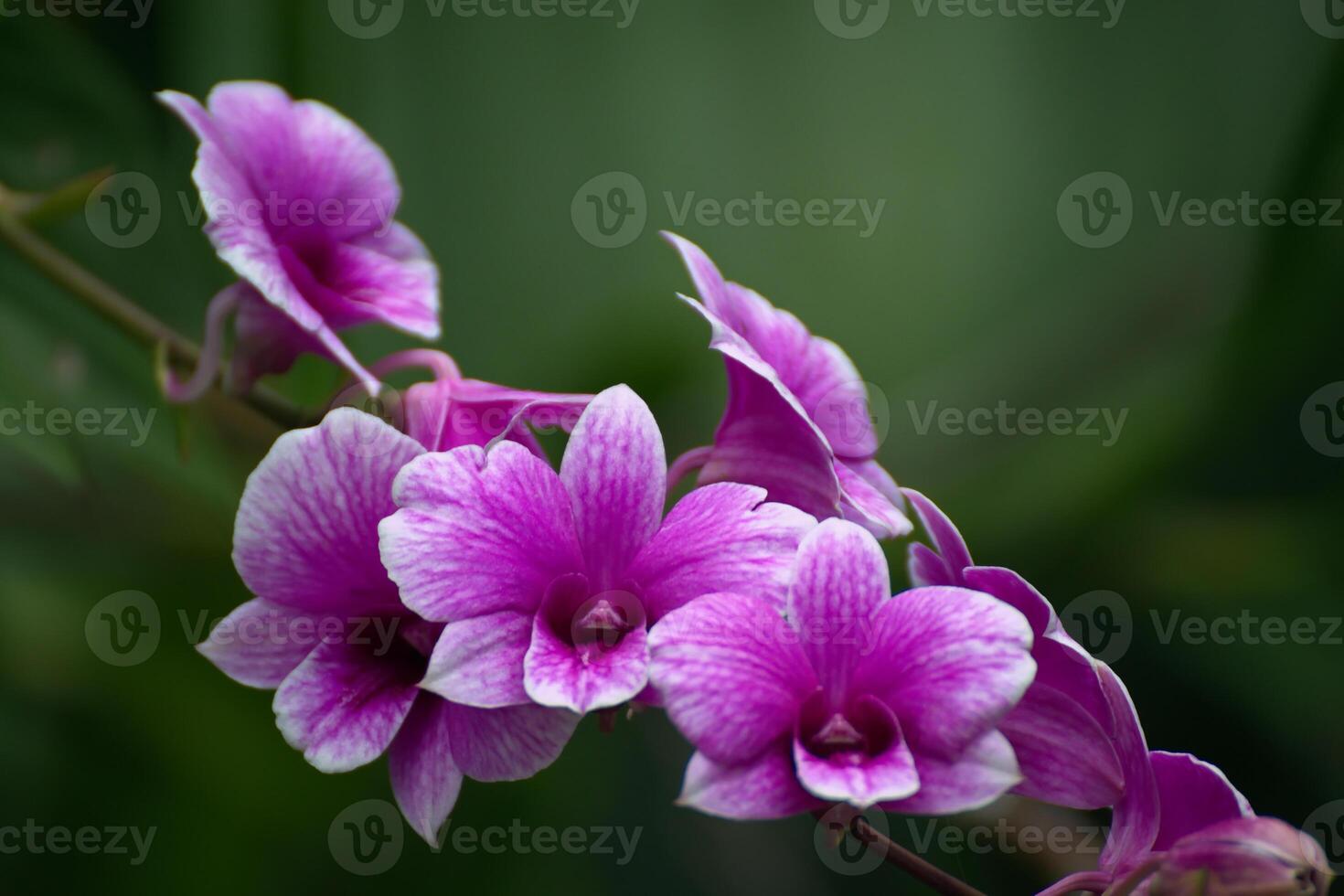 A beautiful large bouquet of purple Vanda family orchids in the garden or farm. photo