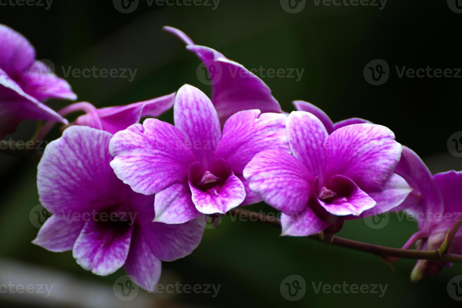 Bouquet of purple orchids in the middle of the garden photo