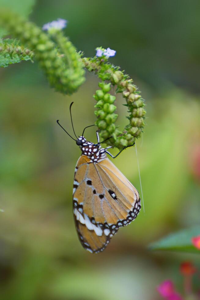 Nature, A yellow butterfly is hanging on an elephant's trunk flower to rest its wings and suck up the natural nectar. photo