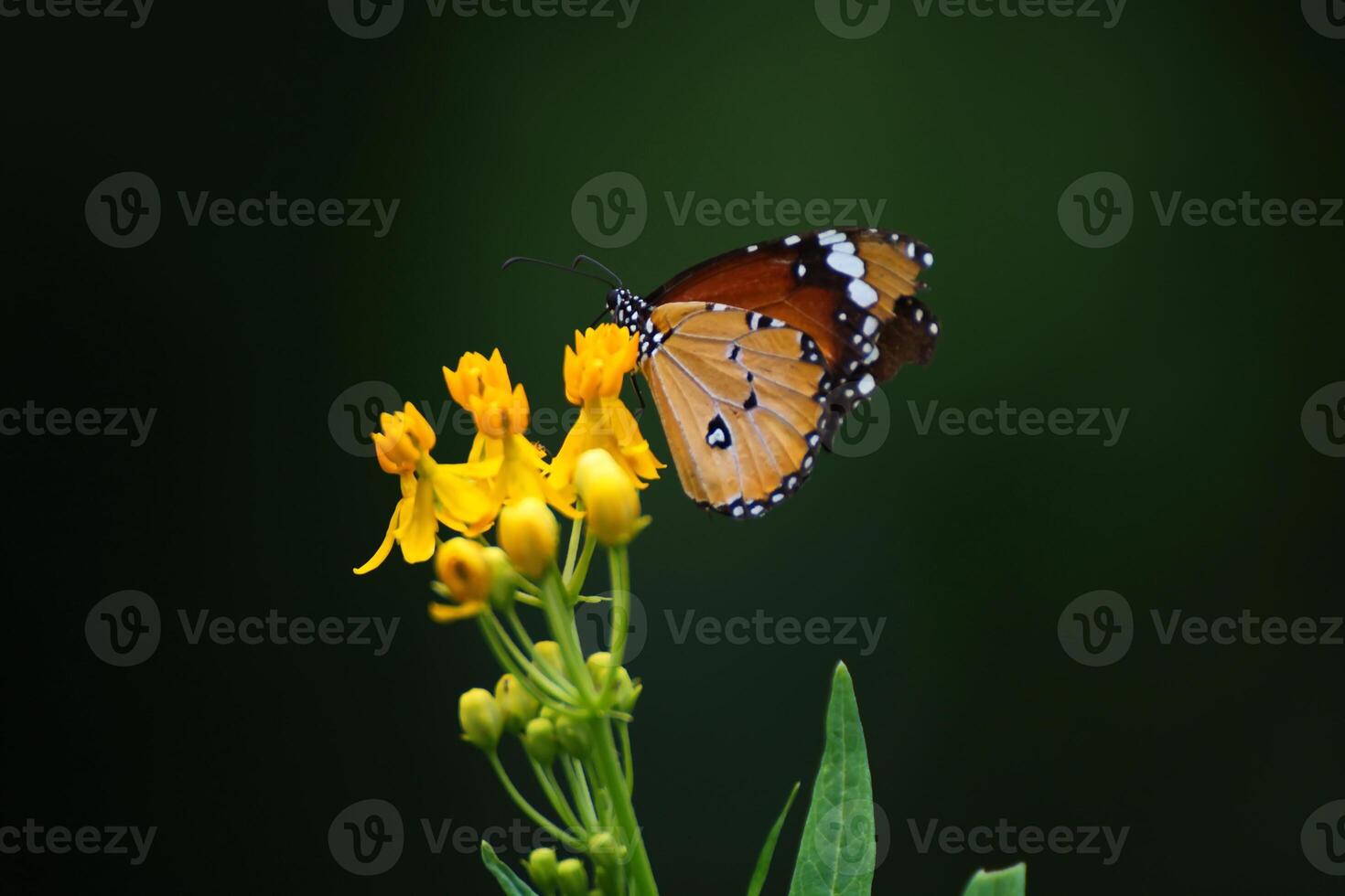 Nature, A yellow butterfly is hanging on an elephant's trunk flower to rest its wings and suck up the natural nectar. photo