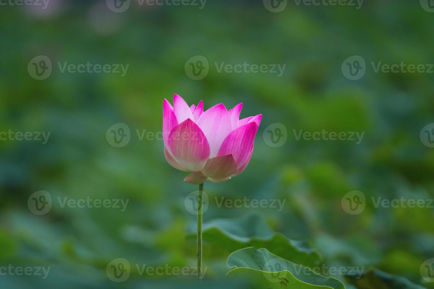 nature and park. Pink lotus blooms stand out among the shady ponds. photo