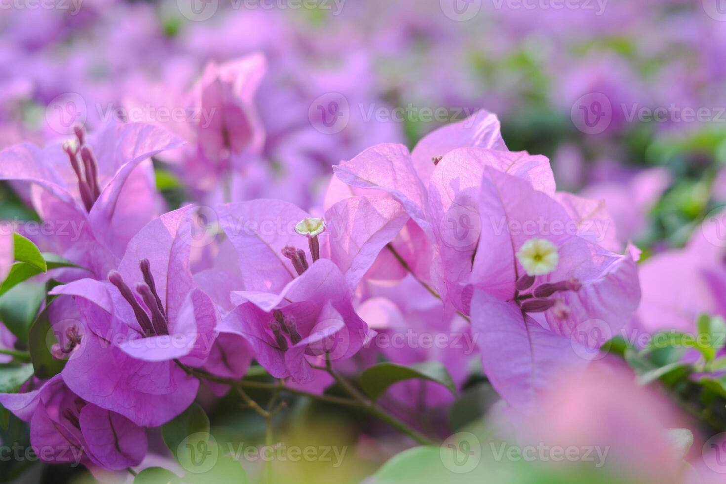 Pink and purple bougainvillea flowers in the background photo