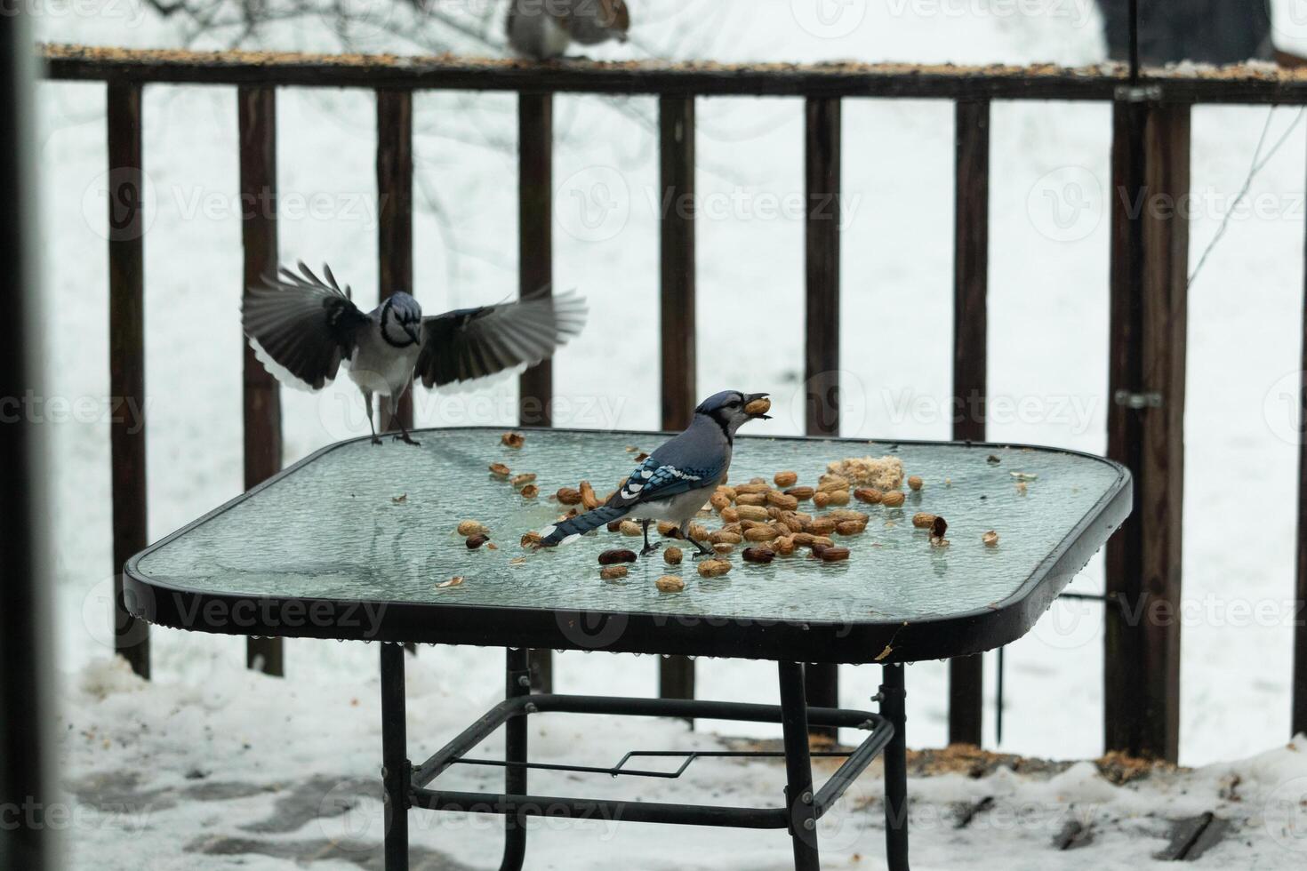 I love the look of these blue jays on the table for peanuts. One standing there and the other flying. These beautiful birds came out on this snowy day for some food. photo