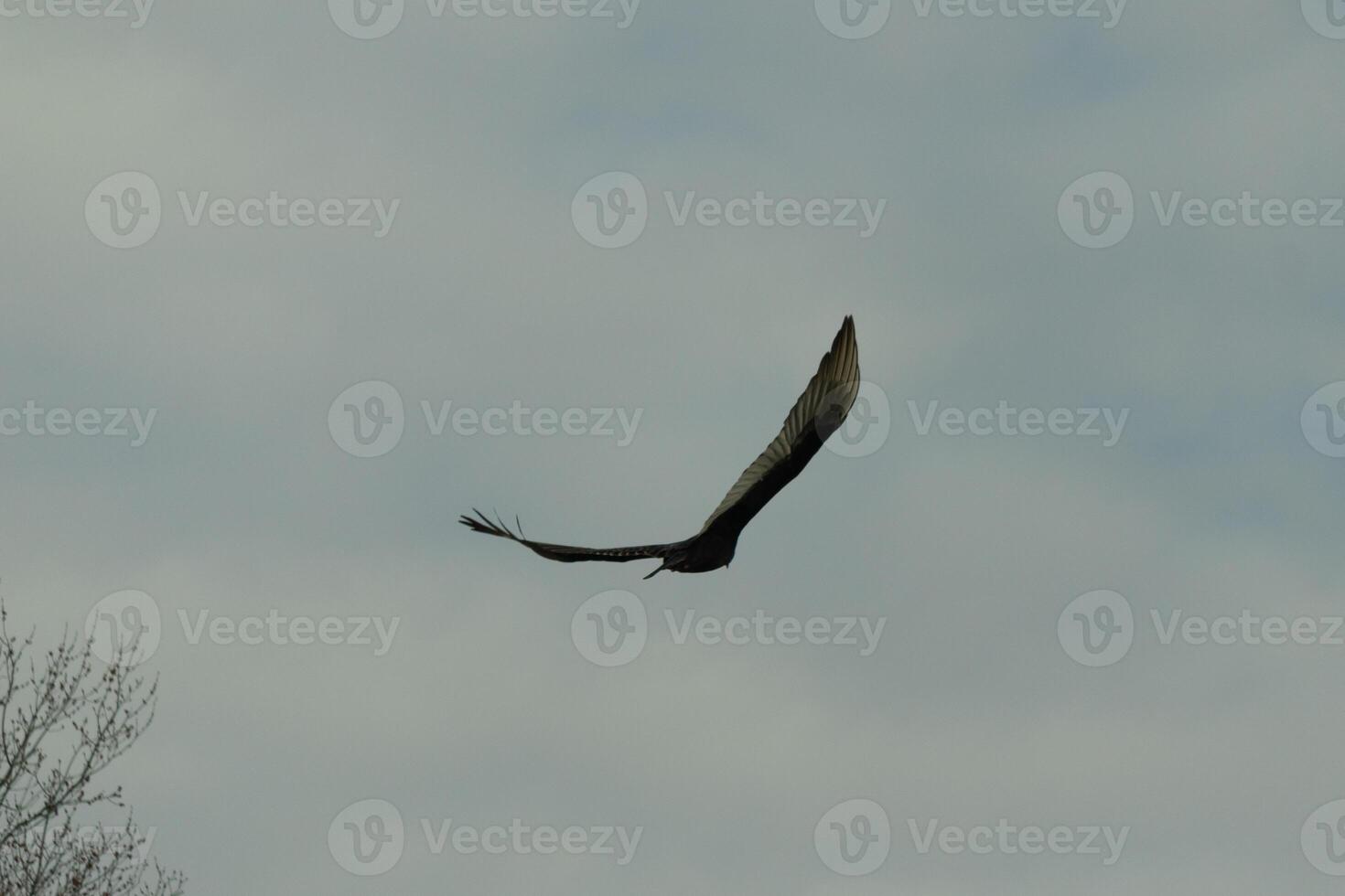 I love the look of this beautiful buzzard circling in the sky. This is a turkey vulture. The long black feathered wings stretched out to glide. The small red head give this bird the name. photo