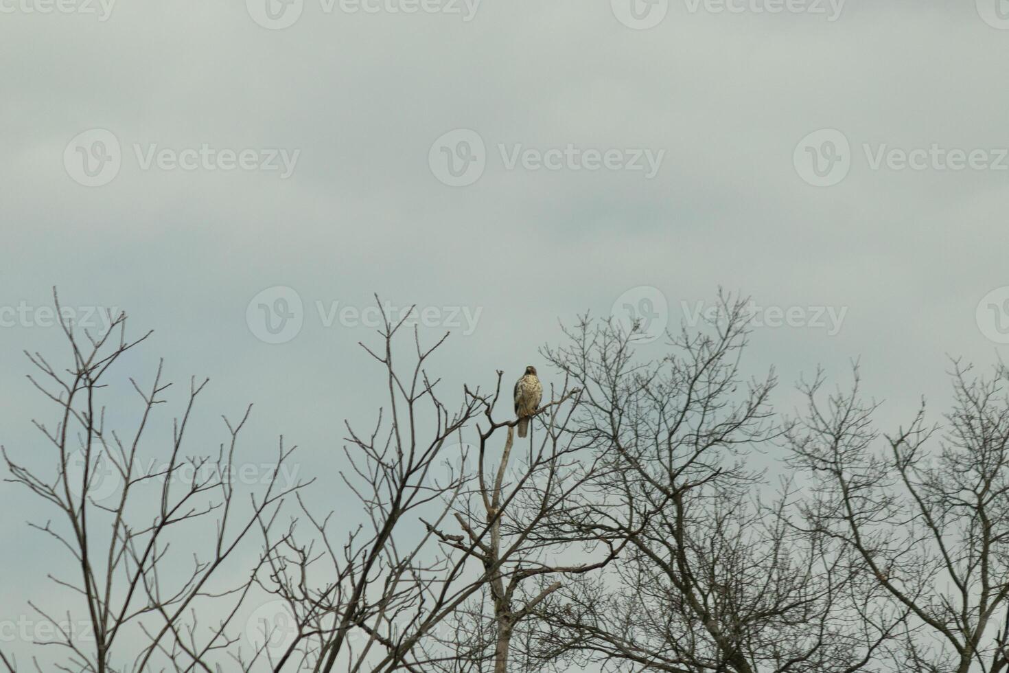 This red tail hawk was perched at the top of the tree looking for brey. His beautiful white belly standing out from the branches of the tree. His little brown head and body outlining his body. photo