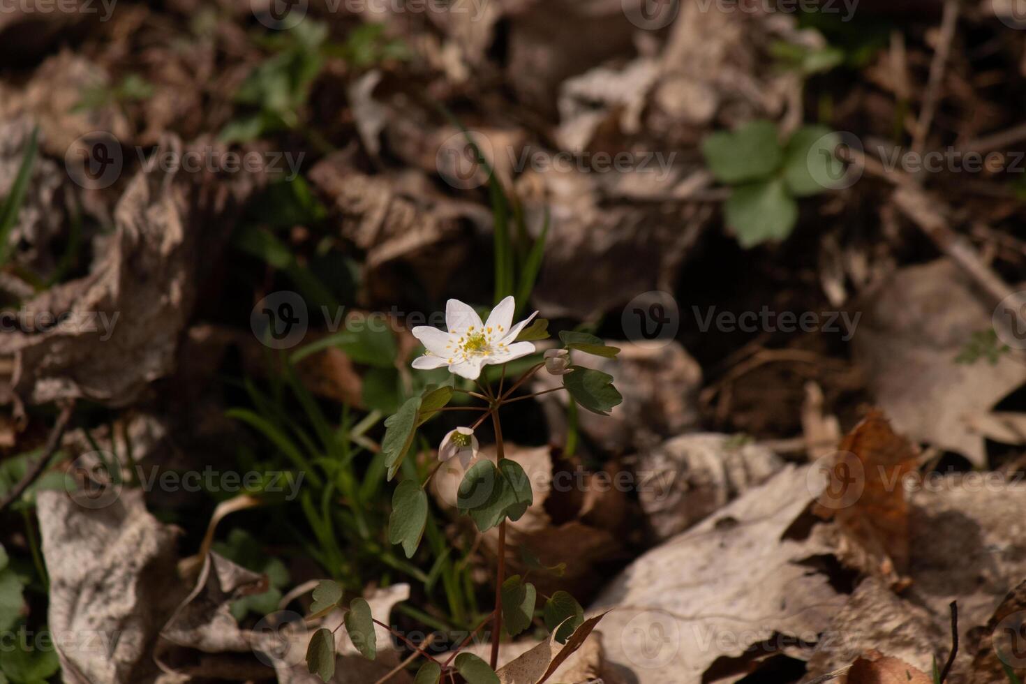 This pretty white flowers is growing here in the woods when I took this picture. This is known as a rue-anemone or meadow-rue which grows in wooded areas. I love the yellow center to this wildflower. photo