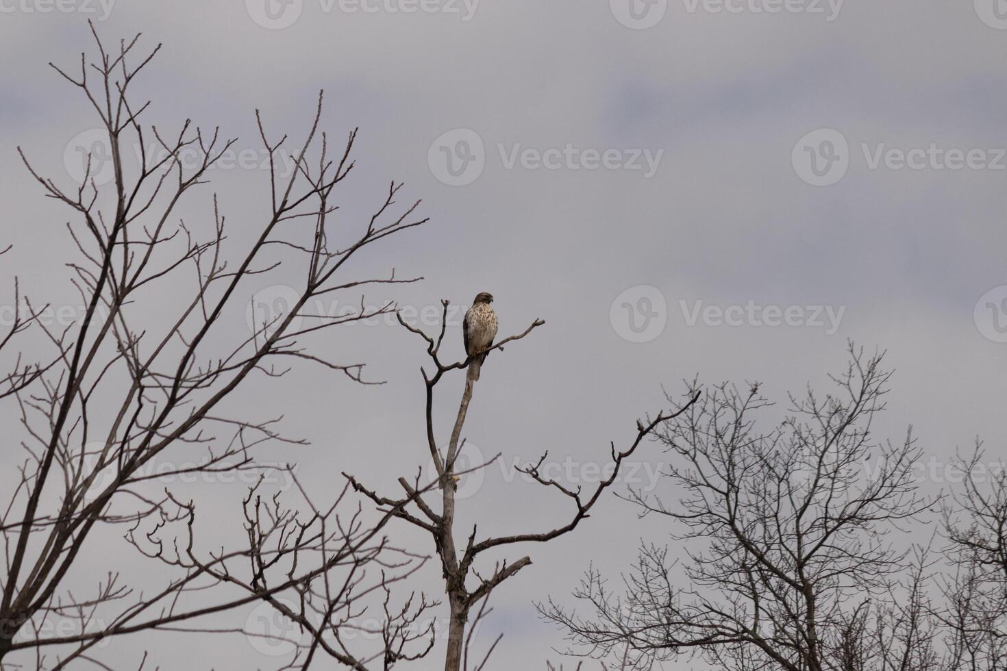 This red tail hawk was perched at the top of the tree looking for brey. His beautiful white belly standing out from the branches of the tree. His little brown head and body outlining his body. photo