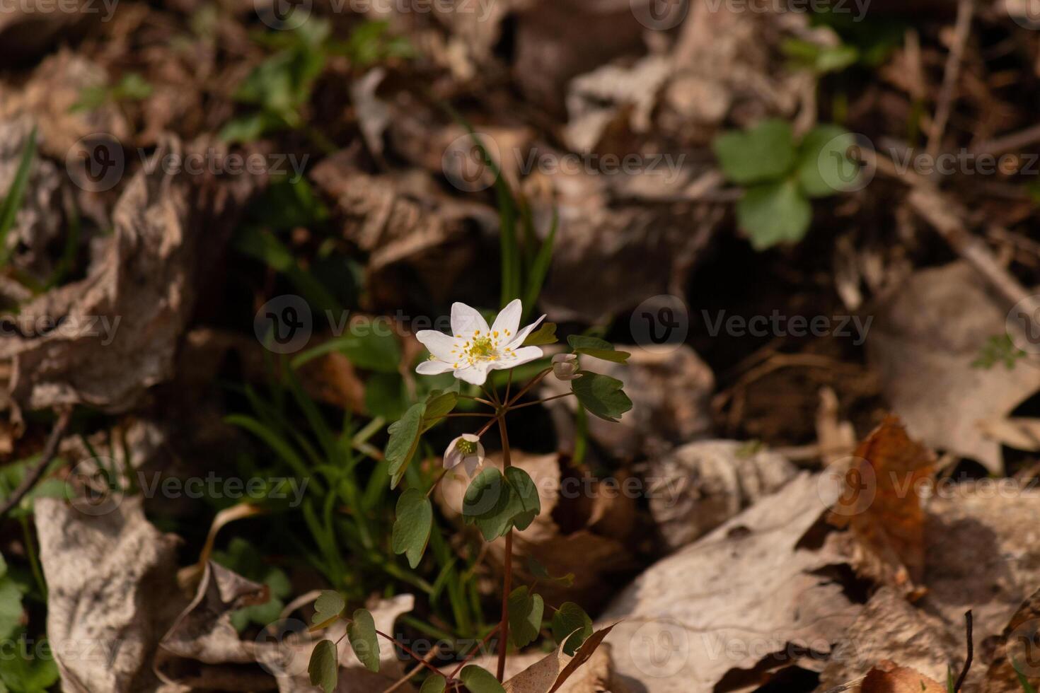 esta bonito blanco flores es creciente aquí en el bosque cuando yo tomó esta fotografía. esta es conocido como un anémona ruda o pradera-rue cuales crece en enselvado áreas yo amor el amarillo centrar a esta flor silvestre. foto