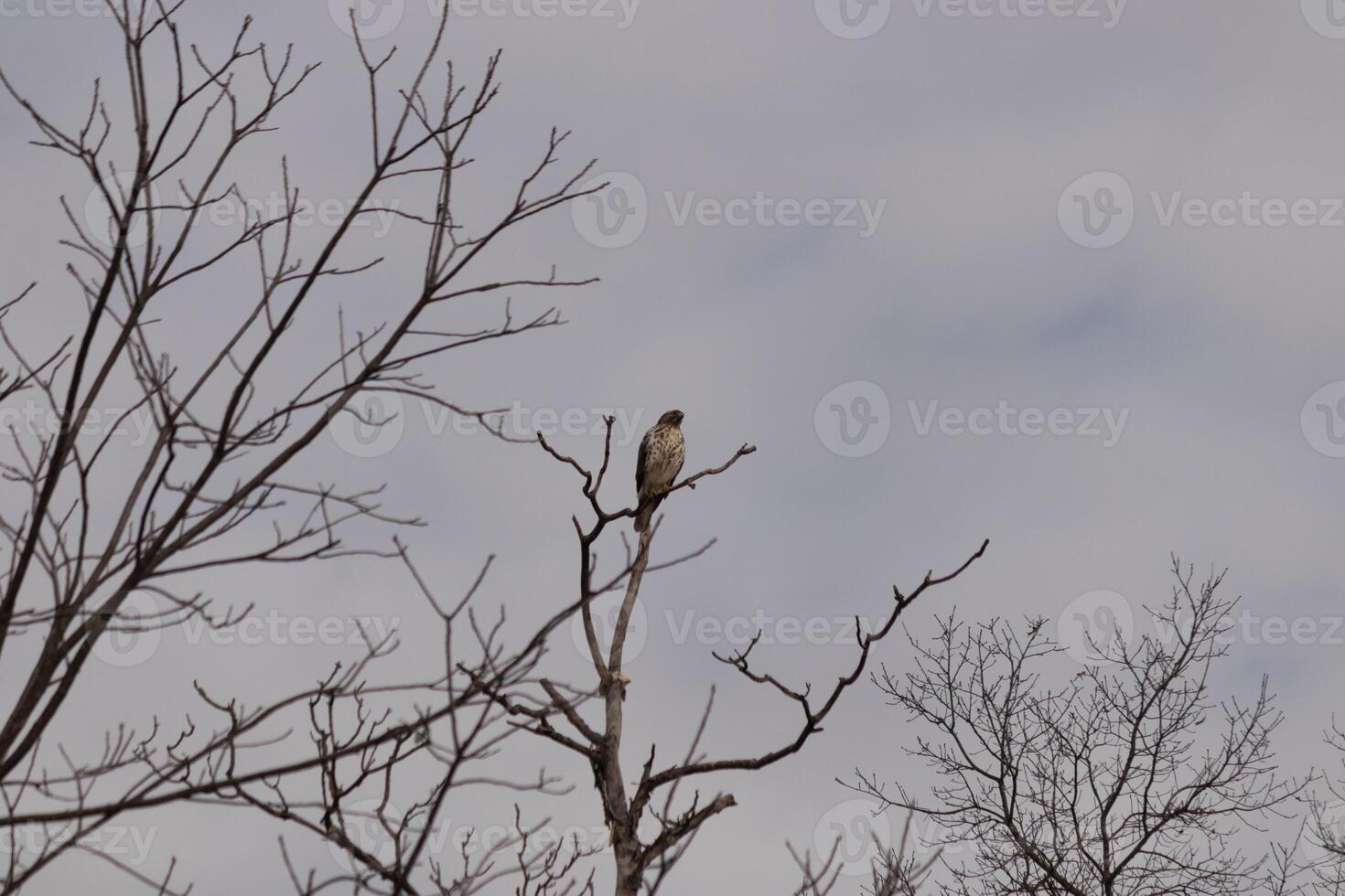 This red tail hawk was perched at the top of the tree looking for brey. His beautiful white belly standing out from the branches of the tree. His little brown head and body outlining his body. photo