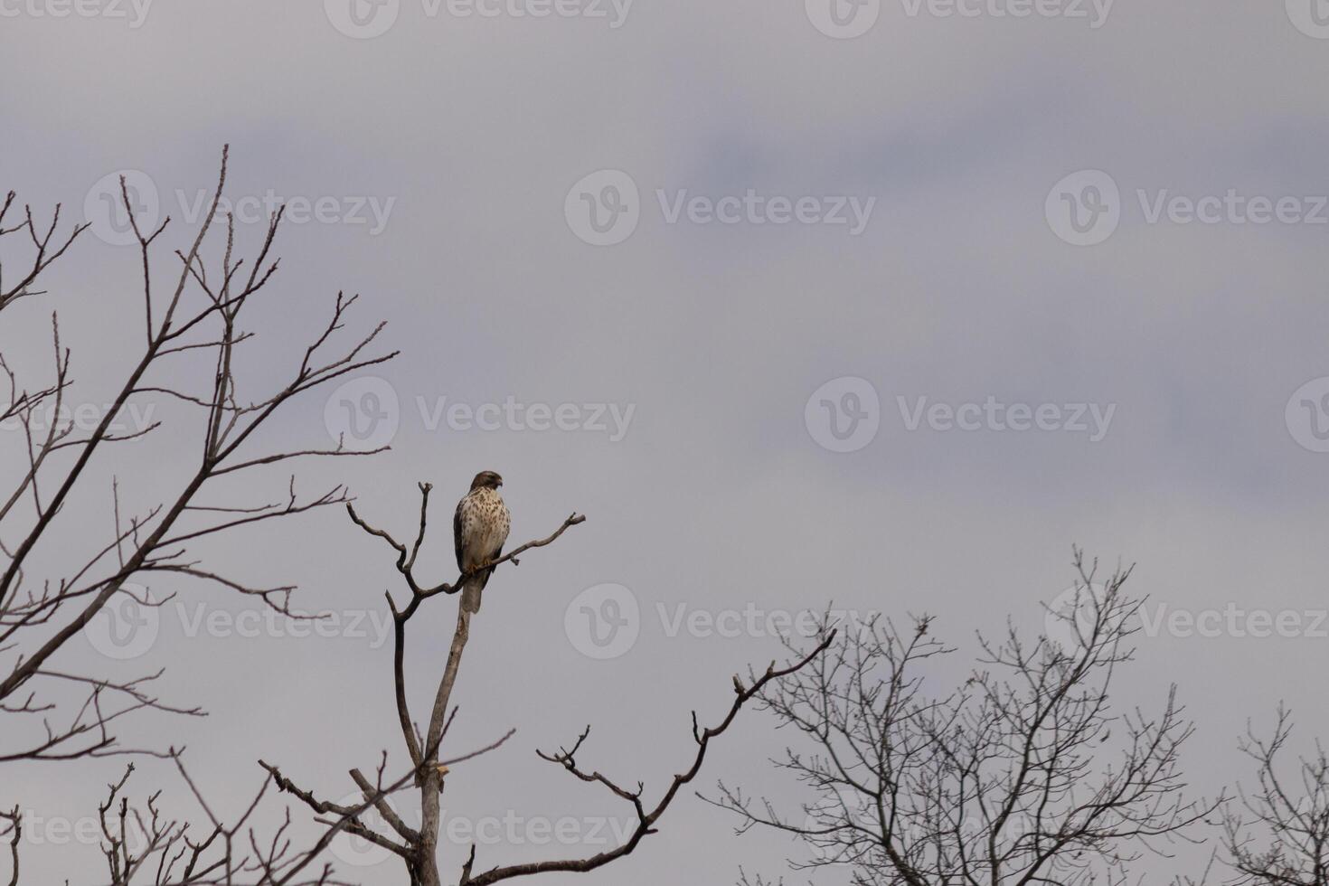 This red tail hawk was perched at the top of the tree looking for brey. His beautiful white belly standing out from the branches of the tree. His little brown head and body outlining his body. photo