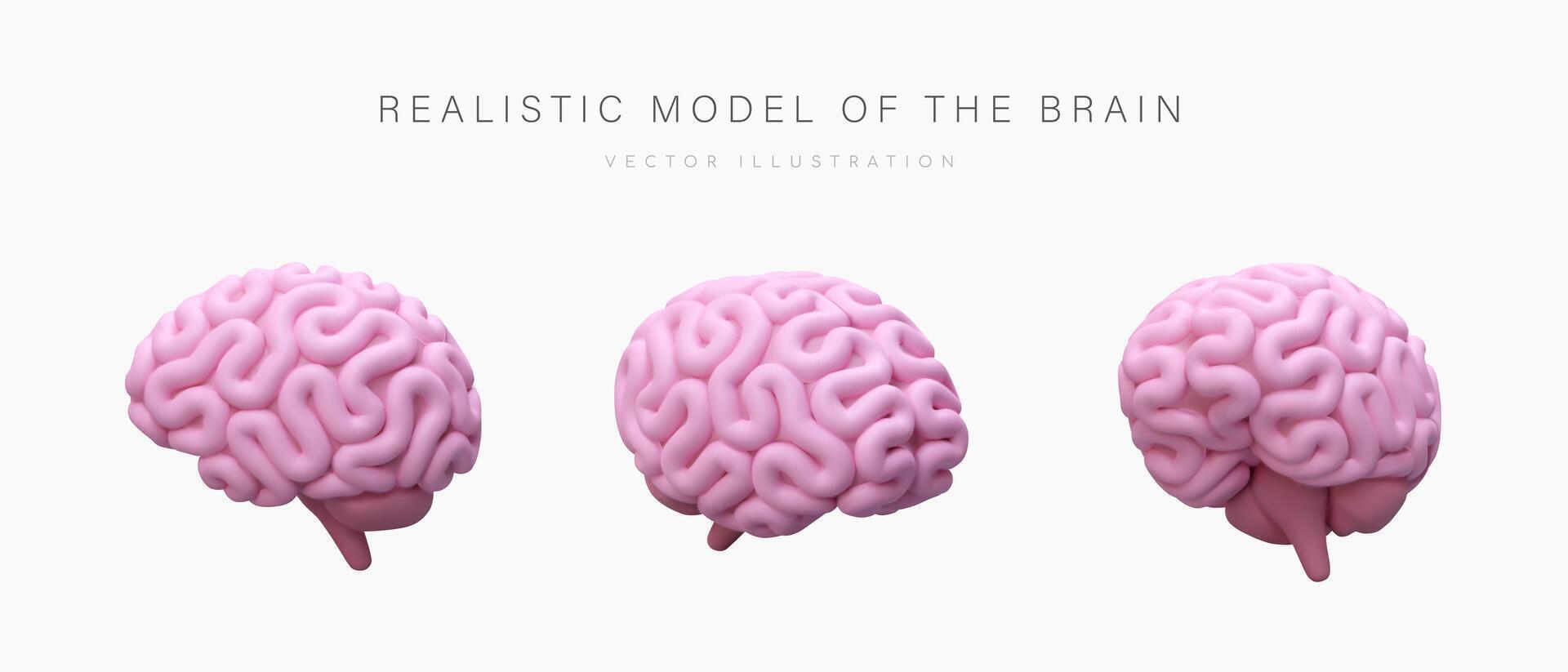 Realistic model of human brain. Pink cerebrum, view from different sides vector
