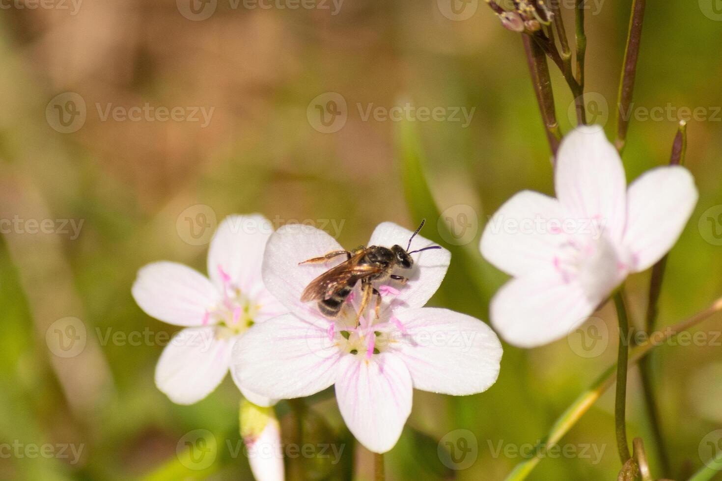 This pretty brown-winged sweat bee was seen in this picture collecting the nectar of the Virginia spring beauty. This little insect was helping to pollinate this wildflower in the field. photo