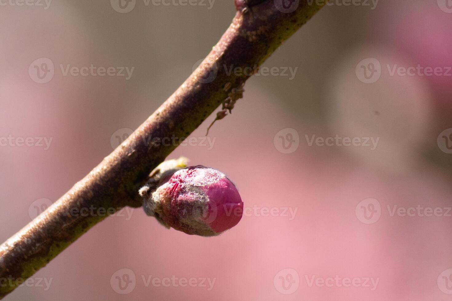 This little peach tree flower bud is getting ready to open. It is brand new and getting ready to pop in the Spring season. I love the pink color of it standing out from the brown branch. photo