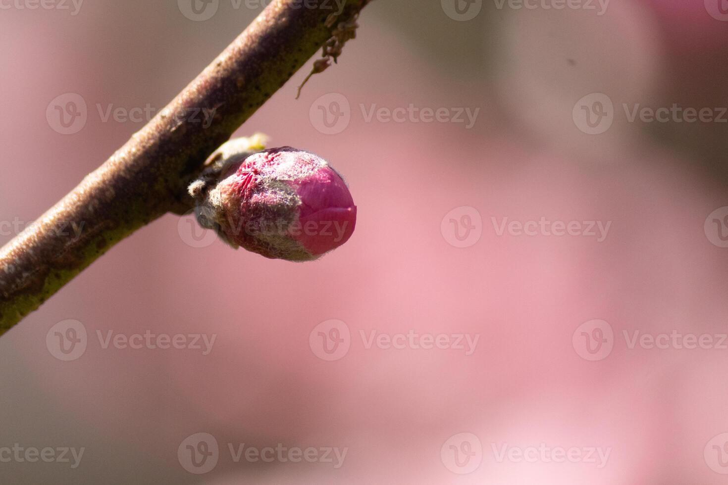 This little peach tree flower bud is getting ready to open. It is brand new and getting ready to pop in the Spring season. I love the pink color of it standing out from the brown branch. photo