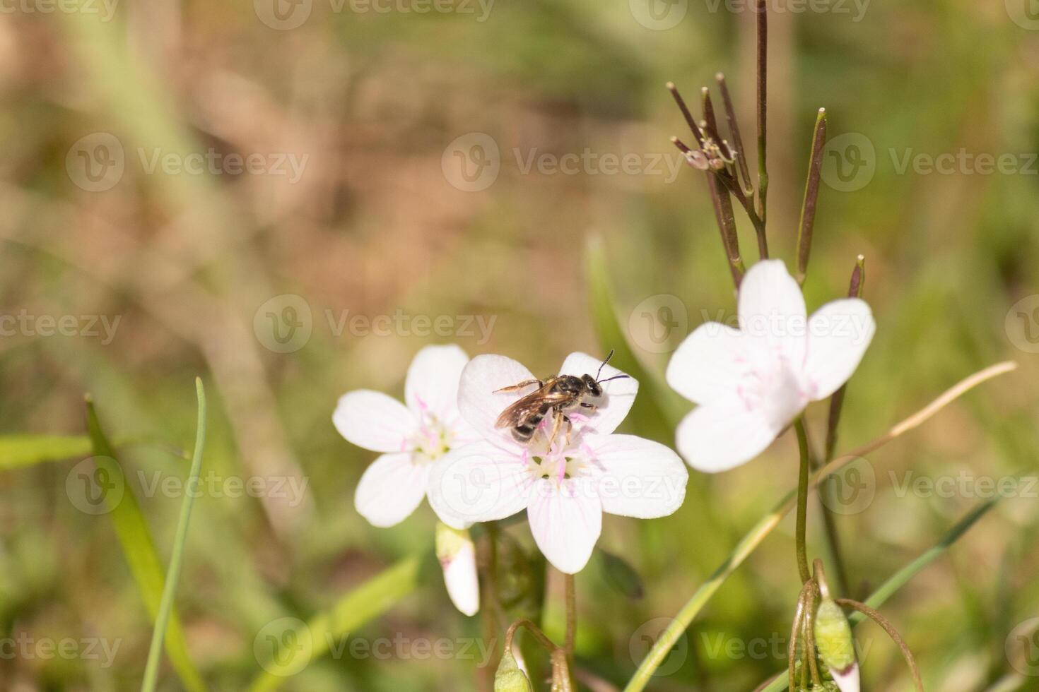 This pretty brown-winged sweat bee was seen in this picture collecting the nectar of the Virginia spring beauty. This little insect was helping to pollinate this wildflower in the field. photo