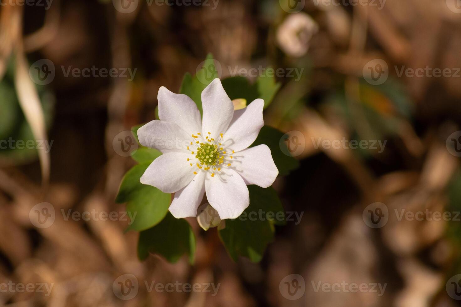 This pretty white flowers is growing here in the woods when I took this picture. This is known as a rue-anemone or meadow-rue which grows in wooded areas. I love the yellow center to this wildflower. photo