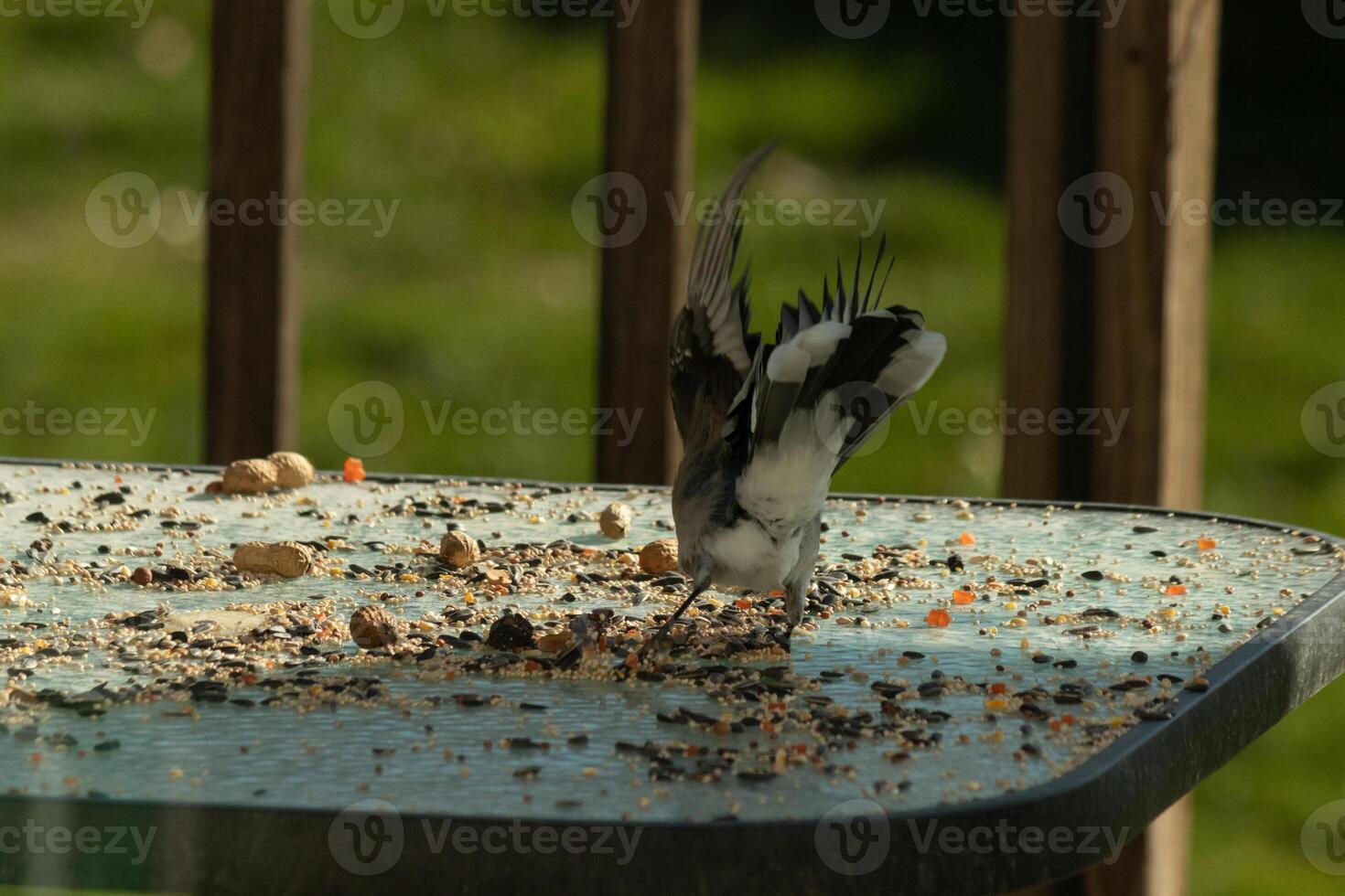 This blue jay bird was coming in for a landing to get some peanuts. His wings spread out beautifully. I love the beautiful white, black and blue feathers. He was mid flight frozen in the air. photo