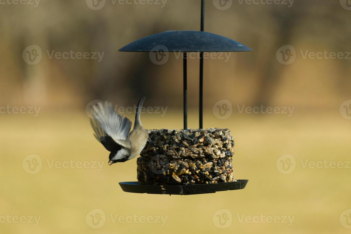 This little black-capped chickadee is taking off from the birdseed cake on my deck. I love how tiny these birds are and the cute black, grey, and white colors of their feathers. His wings extended. photo