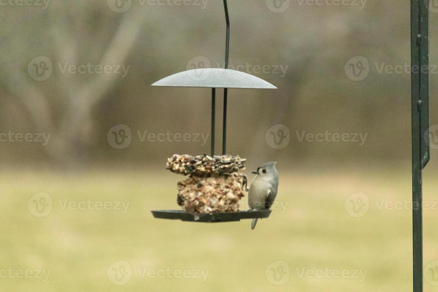 This cute little tufted titmouse was sitting on the birdseed cake slowly picking at the seed he wanted. I love the little point on his head and the grey little body. He also seems to be seeking shade. photo