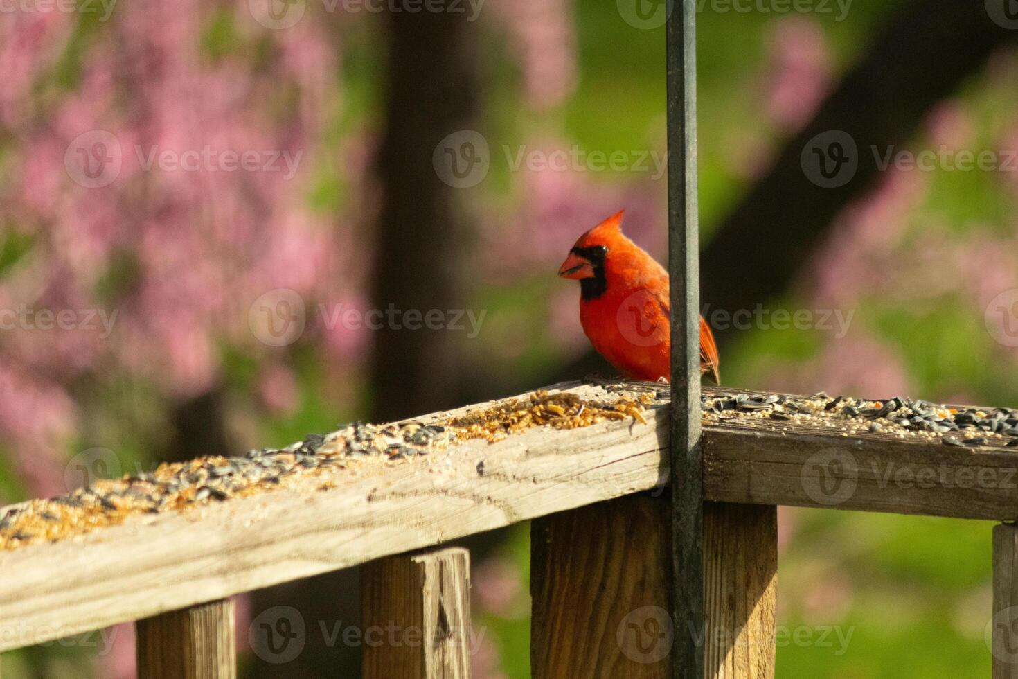 This beautiful red cardinal came out to the brown wooden railing of the deck for food. His beautiful mohawk standing straight up with his black mask. This little avian is surrounded by birdseed. photo