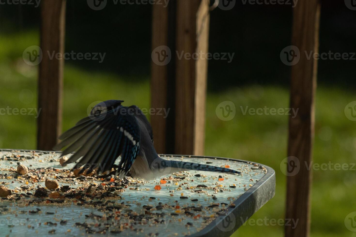 This blue jay bird was coming in for a landing to get some peanuts. His wings spread out beautifully. I love the beautiful white, black and blue feathers. He was mid flight frozen in the air. photo