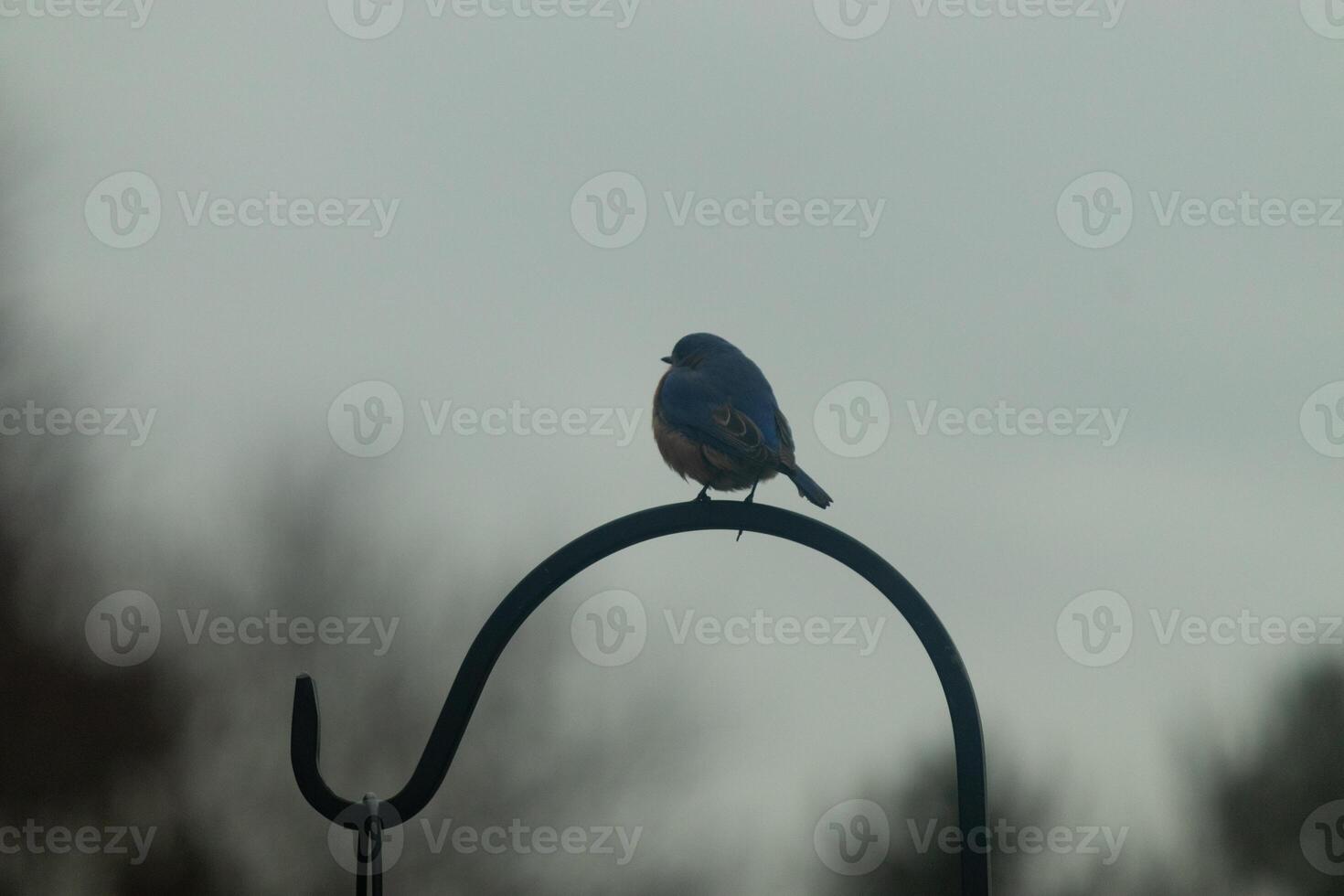 This cute little bluebird is perched on this iron shepherds hook looking across the yard. I love his rusty red belly and the cute little blue head. These birds are pretty colorful and nice to watch. photo