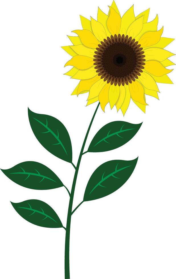 Sunflower Vector Illustration