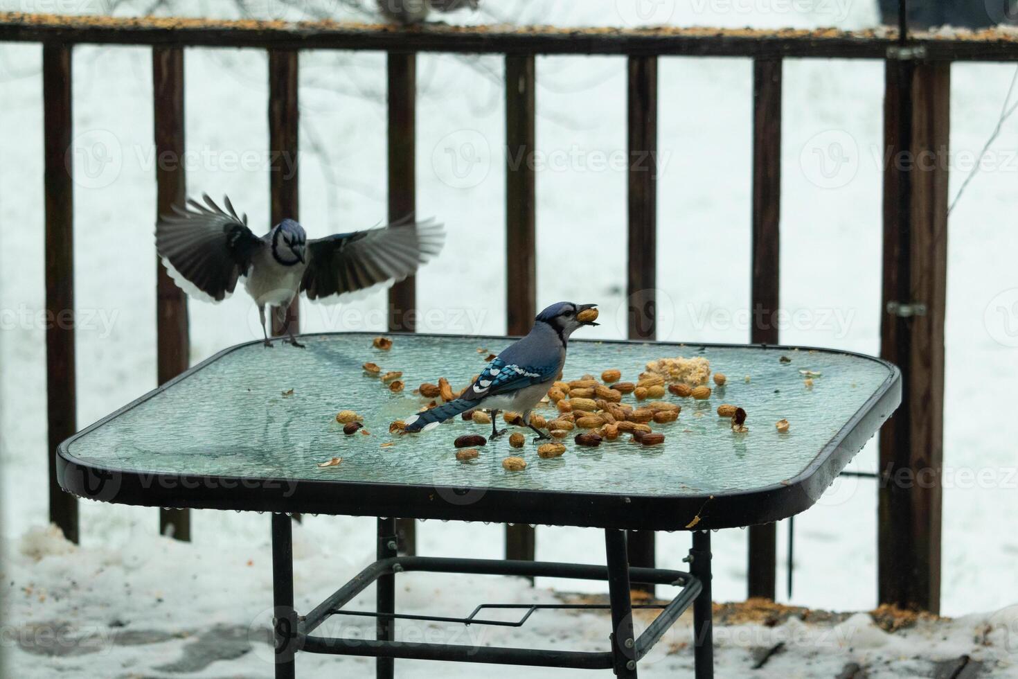 I love the look of these blue jays on the table for peanuts. One standing there and the other flying. These beautiful birds came out on this snowy day for some food. photo