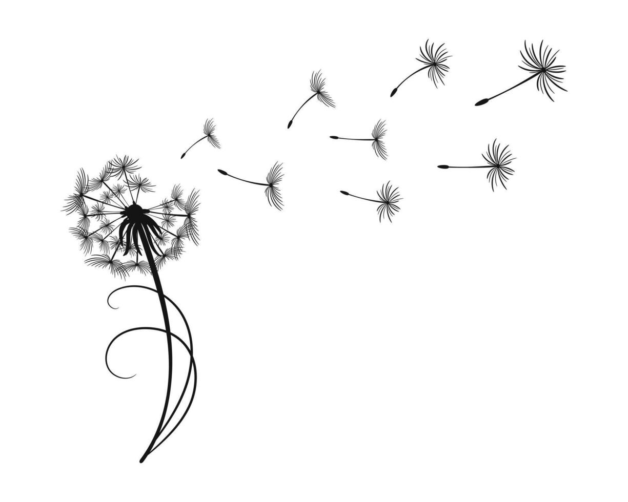 Dandelion with flying fluffy seeds. Sketch, black and white illustration, vector