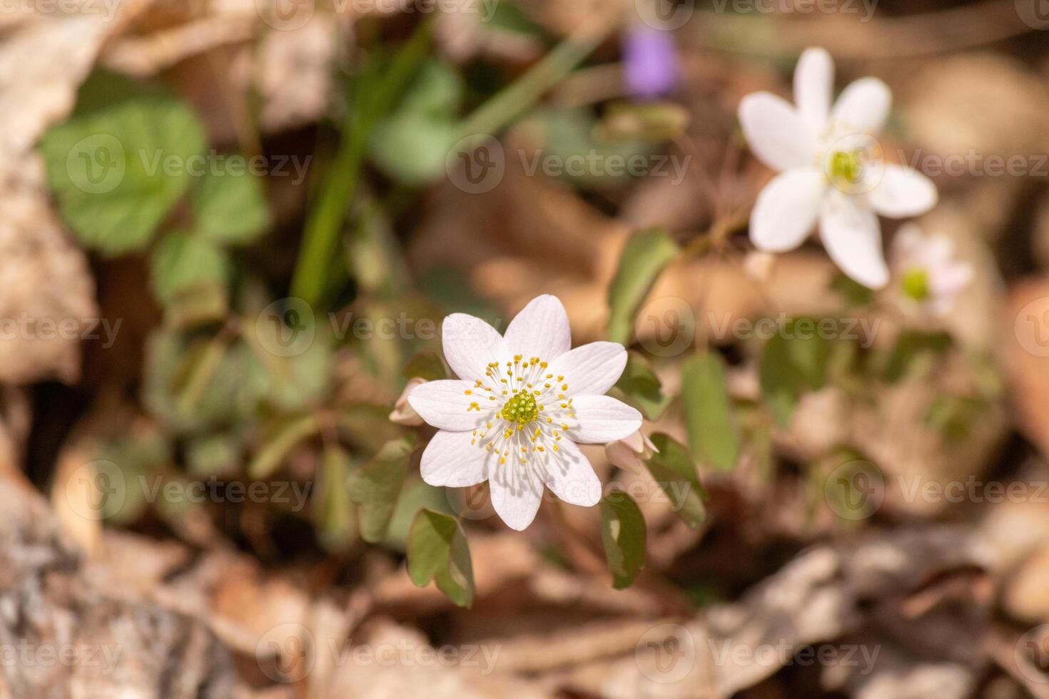 This pretty white flowers is growing here in the woods when I took this picture. This is known as a rue-anemone or meadow-rue which grows in wooded areas. I love the yellow center to this wildflower. photo