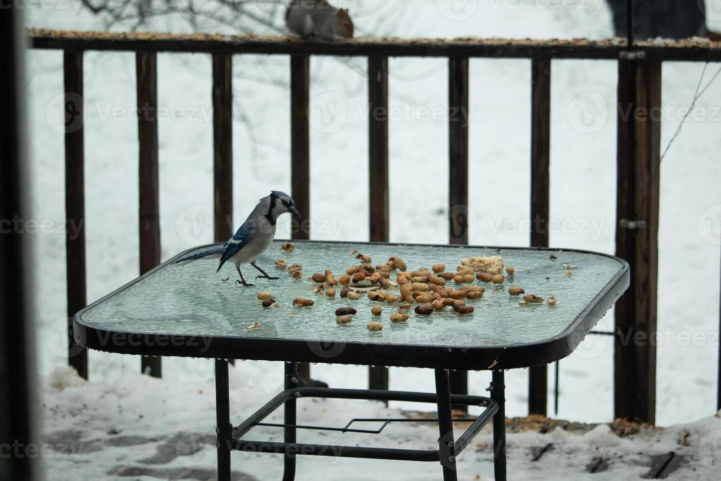 This beautiful blue jay came to the glass table for some food. The pretty bird is surround by peanuts. This is such a cold toned image. Snow on the ground and blue colors all around. photo