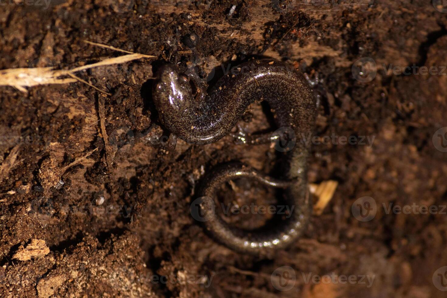 This little red-back salamander was laying in the brown dirt when the picture was taken. The body almost looks to blend in with the surroundings. His body shining lightly with the stipe on his back. photo