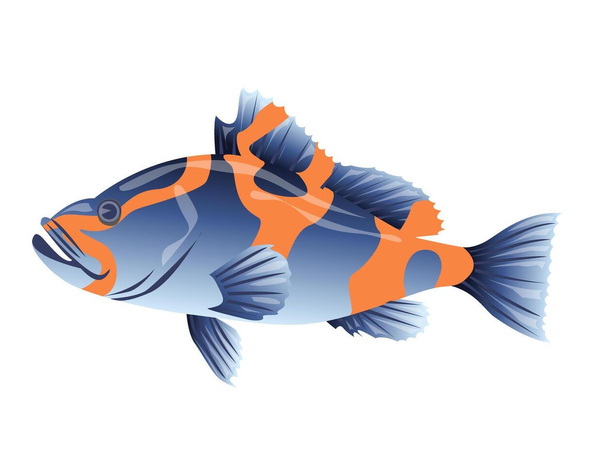 Sea fish, sea bass on a white background. Zoological concept. Sea animals illustration, vector