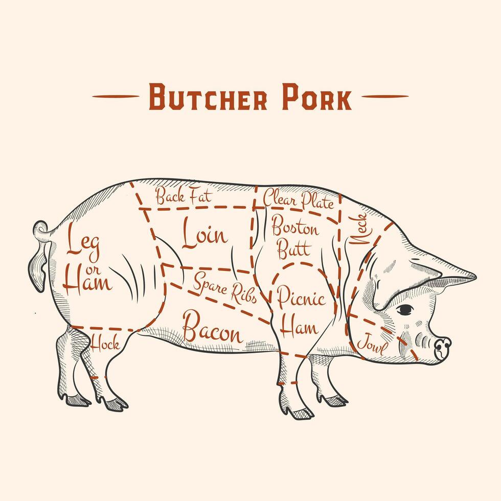 Diagram cutting pig meat. Butcher shop, pork vector illustration.