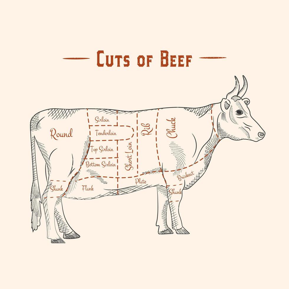 Cut of beef Poster Butcher diagram and scheme - Cow. Vintage typographic hand-drawn. Vector illustration,
