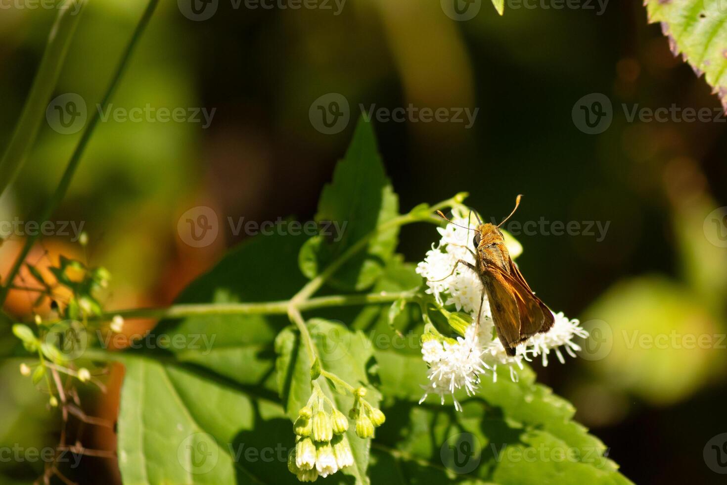 esta hermosa patrón mariposa estaba pegajoso a un blanco flor en el campo. el pequeño marrón insecto Ayudar a polinizar esta flor silvestre. su linda pequeño cuerpo mira entonces peludo me gusta un osito de peluche oso. foto