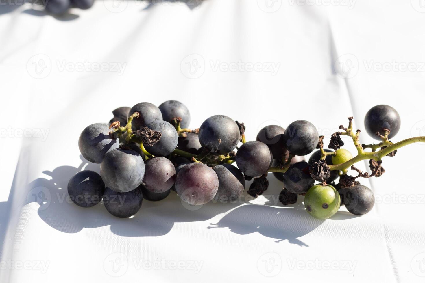 This cluster of concord grapes lay on this white background. The beautiful deep purple berries stand out against the green stems. The orbs are filled with juice. photo