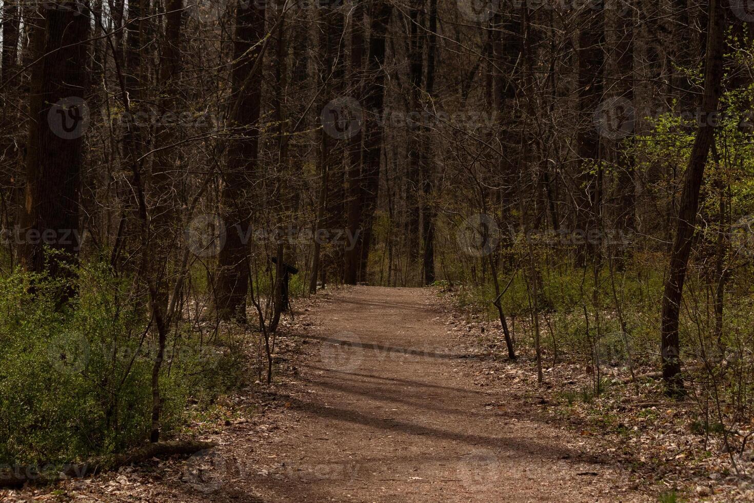 This beautiful path flows through this wooded area. Keeping you safe from getting lost. The brown and green vegetation coming up all around. photo