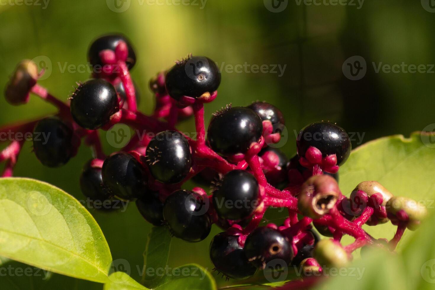 These pokeweed berries look so beautiful in this picture. The deep purple color of the berries almost glowing in the sunlight. The red stems that hold the clusters together really stand out. photo