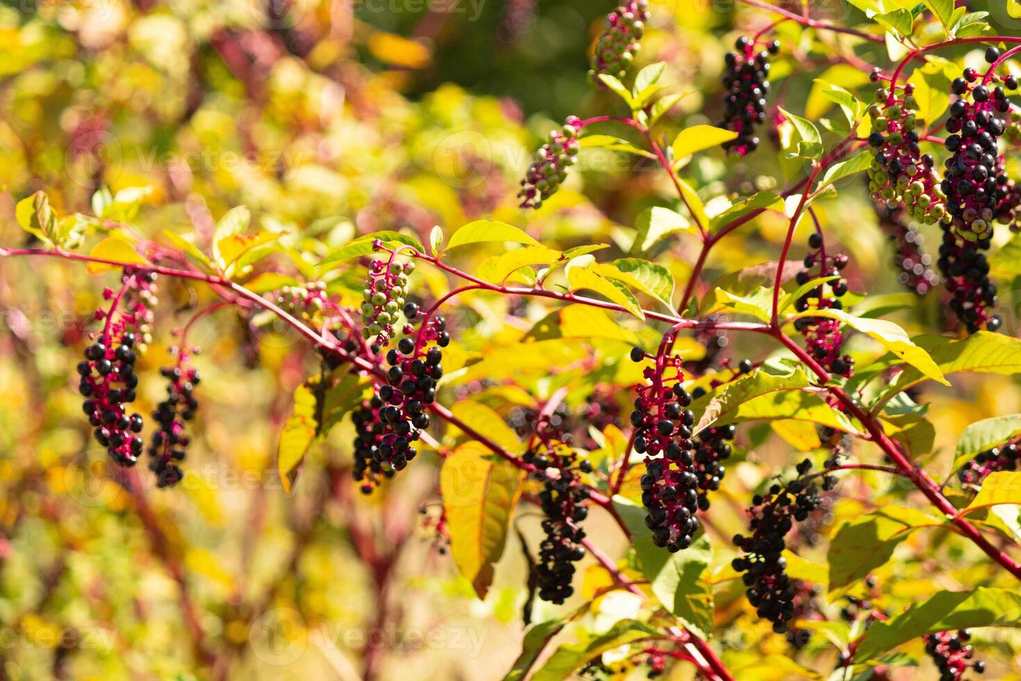 This pokeweed plant was growing in the wildflower field. I love the little purple berries it produces and how they grow in clusters like grapes. The light is catching the green leaves just right. photo